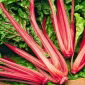 Rebarbora Chard Vulkan semena - Beta vulgaris var. cicla - 400 semen