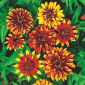 Zinnia mexicana, semillas de alfombra persa - Zinnia haageana - 375 semillas - Zinnia mexicana, syn. Z. haageana