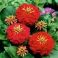 Cüce bahçe zinnia "Liliputek" - kırmızı - 90 tohum - Zinnia elegans - tohumlar