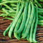 Feijão - Malwina - Phaseolus vulgaris L. - sementes