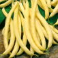 Haricot - Polka - 125 graines - Phaseolus vulgaris L.
