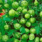 Love in a Puff, semillas de plantas de globos - Cardiospermum halicacabum - 14 semillas