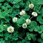 White clover "Grasslands Huia" - 1 kg