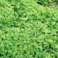 Alsikeklöver - Aurora - 1 kg - Trifolium hybridum - frön