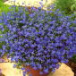 Lobelia Sapphire seeds -  Lobelia pendula - 3000 seeds