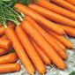 Wortel "Autumn King 2" - 3825 biji - Daucus carota - benih