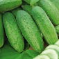 Огірок "Одіс F1" - для солінь - 110 насіння - Cucumis sativus