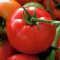 Pomodoro - Batory F1 - Lycopersicon esculentum Mill  - semi