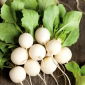 Ředkev Snowball semena - Raphanus sativus - 850 semen - Raphanus sativus L.