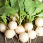 Radish "Round White" - alb - 385 de semințe - Raphanus sativus L.