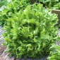 BIO - Iceberg lettuce "Regina dei ghiacci" - certified organic seeds - 475 seeds