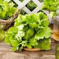Salat Is - Maugli - 900 frø - Lactuca sativa L.