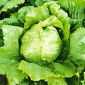 Field iceberg lettuce "Robinson"