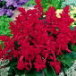 Salvia tropicale - rosso ciliegia - 84 semi - Salvia splendens