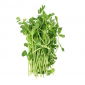 Semi BIO Sprouting - Pea - semi biologici certificati - 