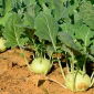 Colinabo - Wiedeńska - 520 semillas - Brassica oleracea var. Gongylodes L.