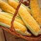 Mais Dolce - Landmark - 30 semi - Zea mays convar. saccharata var. Rugosa