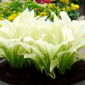 Hosta - White Feather