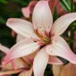 Lilium, Lily Easy Waltz