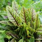 Mezei sóska - Blutampfer - Rumex sanguineus - magok
