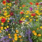 Bee's Univers - selecția plantelor mellifere - 1 kg - 