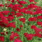 Zajednički stolisnik - Rood - crveni - Achillea millefolium