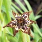 Iris di stelle marine, Ferraria crispa; bandiera nera, giglio di stelle marine