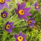 Tésztavirág - kék virág - csemete; pasqueflower, common pasque flower, European pasqueflower