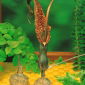 Arum Cornu - Arum Cornutum - XL