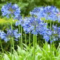 Agapanthus, đurđevak plava - lukovica / gomolj / korijen