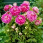Dália - Vancouver - Dahlia