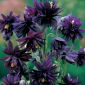 Közönséges harangláb - Black Barlow - Aquilegia vulgaris