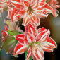 ราชินีแห่ง Hippeastrum Dancing - bulb / tuber / root