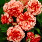 Begonia Marmorata - 2 bulbs