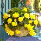 Begonia Pendula, Hängebegonie, Schiefblatt Cascade Yellow - 2 Zwiebeln