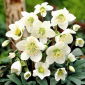 Helleborus, Helleboris Niger - lukovica / gomolj / korijen - Hellebores Niger