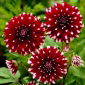 Dahlia, Dahlie Contraste