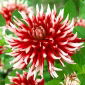 Dahlia Friquolet - bulb / tuber / rădăcină