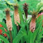 Eucomis Comosa - 2 bulbi