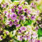 Floxsläktet - Sherbet Blend - Phlox