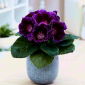 Gloxinia Hollywood - bulb / tuber / rădăcină