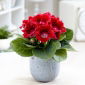Gloxinia Defiance - bulb / tuber / rădăcină