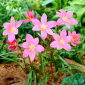 Habranthus robustus - csomag 10 darab