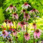Echinacea, Coneflower Pallida