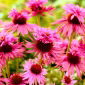 Echinacea purpurea - Double Decker