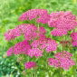 Zajednički stolisnik - Lilac Beauty - ljubičasta - Achillea millefolium