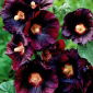 Tokkroos - Nigra - must - Alcea Nigra
