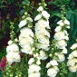 Harilik tokkroos - White - valge - Althaea rosea