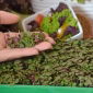 Microgreens - Lila perilla - unga blad med exceptionell smak; Japansk perilla - 3000 frön - 