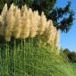 Pământ alb - păsărică - Cortaderia selloana